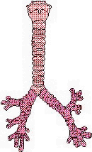 Graphic of Trachea